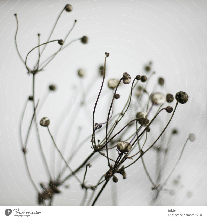 die karge Stille im Winter Natur Pflanze Herbst Blume Sträucher Wildpflanze Samenpflanze Ast Garten alt dehydrieren dünn kalt klein lang trist trocken braun