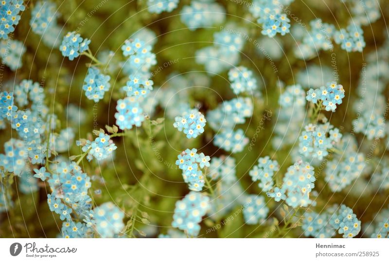 Viva Balkonia! Duft Sommer Garten Natur Pflanze Blume Blüte Topfpflanze Wachstum klein niedlich gelb weiß Frühlingsgefühle zierlich blumig Punkt Eindruck frisch