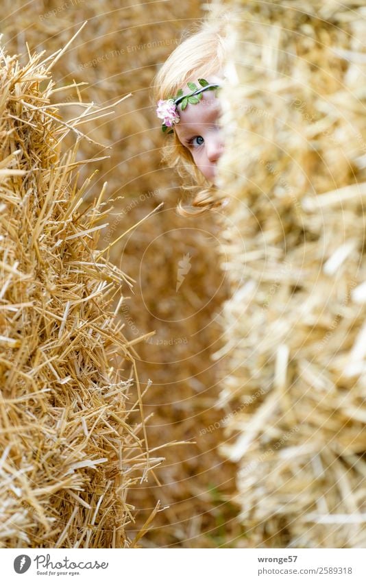 Versteckspiel Mensch Kind Kleinkind Mädchen 1 3-8 Jahre Kindheit Spielen gelb gold Freude verstecken Suche Herbst Strohballen Blick in die Kamera Farbfoto