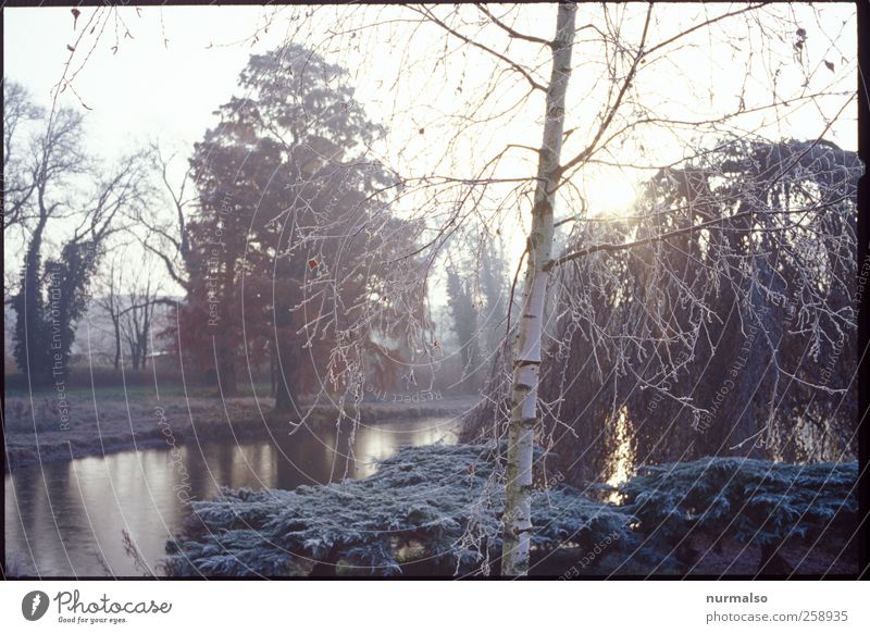 kalter Tag Stil Freizeit & Hobby Joggen Kunst Umwelt Natur Landschaft Pflanze Tier Herbst Klima Schönes Wetter Eis Frost Birke Garten Park Stadt