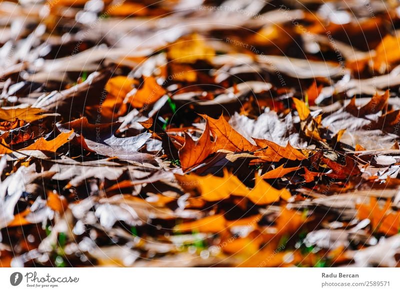 Roter Herbst hinterlässt Hintergrund in der Herbstsaison schön Garten Tapete Umwelt Natur Landschaft Pflanze Baum Blatt Park Wald hell natürlich braun gelb gold