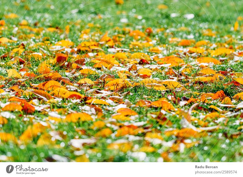 Orange und Rot Herbst Blätter in der Herbstsaison schön Garten Tapete Natur Landschaft Pflanze Baum Gras Blatt Park Wald hell natürlich braun gelb gold grün rot