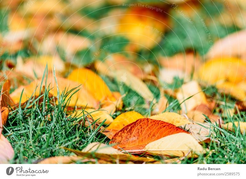 Orange und Rot Herbst Blätter in der Herbstsaison schön Garten Tapete Natur Landschaft Pflanze Baum Gras Blatt Park Wald hell natürlich braun gelb gold grün rot