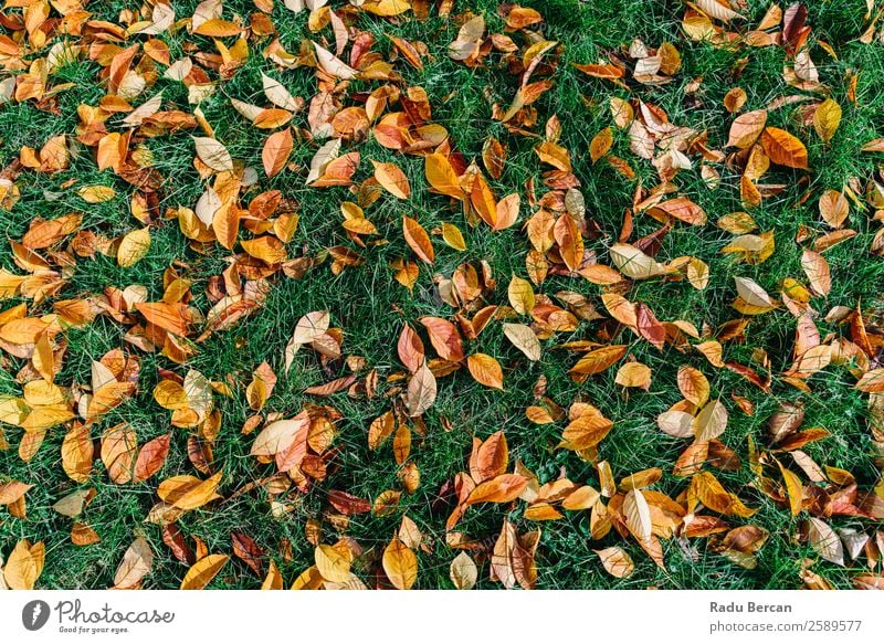 Orange und Rot Herbst Blätter in der Herbstsaison schön Garten Tapete Natur Landschaft Pflanze Baum Gras Blatt Park Wald hell natürlich braun gelb gold grün rot