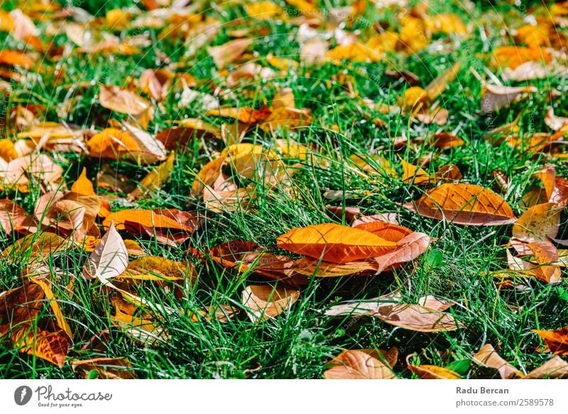 Orange und Rot Herbst Blätter in der Herbstsaison schön Garten Tapete Natur Landschaft Pflanze Baum Gras Blatt Park Wald hell natürlich braun gelb gold grün rot