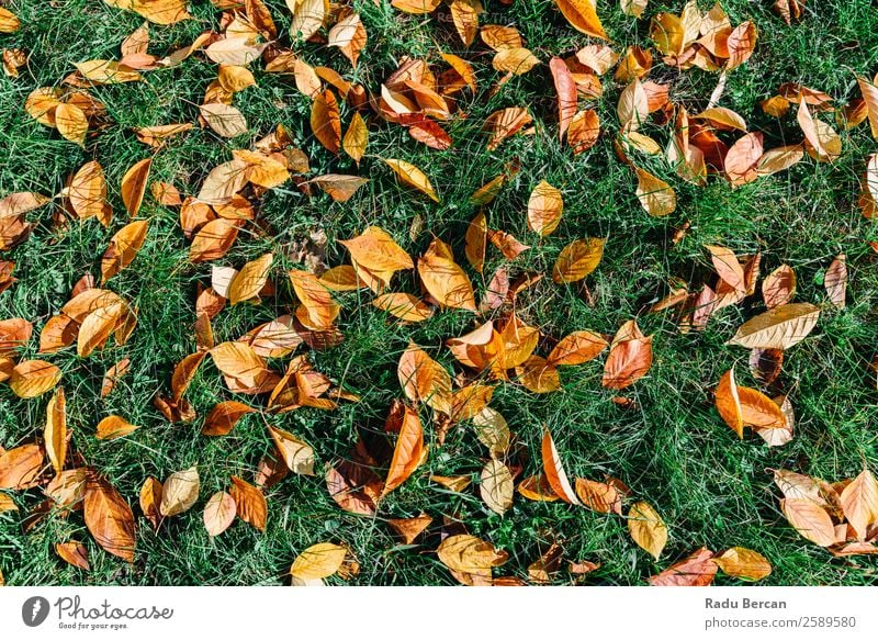 Orange und Rot Herbst Blätter in der Herbstsaison schön Garten Tapete Natur Landschaft Pflanze Baum Gras Blatt Park Wald hell natürlich braun gelb gold grün rot