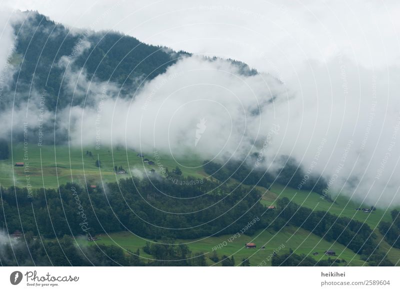 Nebelwolken in den schweizer Bergen an einem trüben Tag Natur Landschaft Pflanze Himmel Sommer Baum Gras Blatt Grünpflanze Wiese Feld Wald Hügel