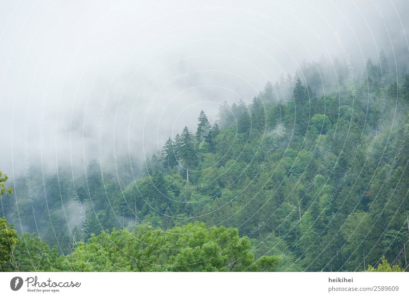 Herbststimmung im Schwarzwald Wald Nebel Nebelschleier Nebelstimmung Nebelwald Außenaufnahme Natur Menschenleer Landschaft Baum Farbfoto dunkel Pflanze Tag