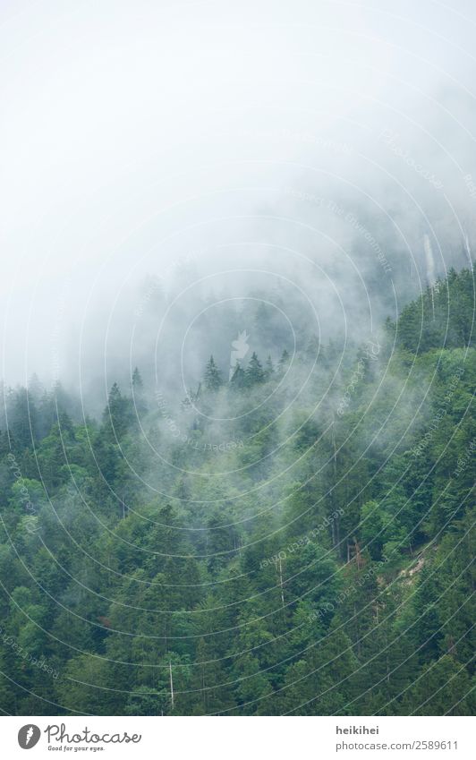 Nebelwald Umwelt Natur Landschaft Pflanze Himmel Sommer Herbst Baum Blatt Wald Hügel Alpen Berge u. Gebirge dunkel natürlich braun grau schwarz ruhig Wolken