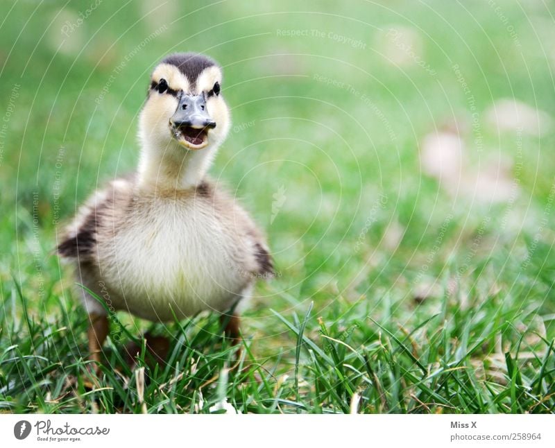 Mama? Tier Gras Wiese Vogel 1 Tierjunges schreien kuschlig klein Neugier niedlich Entenküken Küken Quaken schnattern Farbfoto Außenaufnahme Nahaufnahme