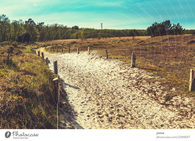 Weil immer was geht Natur Landschaft Schönes Wetter Wald Wege & Pfade Wärme blau braun grün Optimismus Romantik ruhig Idylle Farbfoto Außenaufnahme Menschenleer