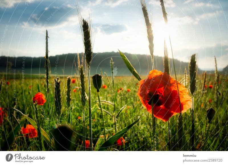 Blühender Mohn bei Sonnenaufgang Umwelt Natur Landschaft Pflanze Himmel Wolken Sonnenuntergang Sommer Schönes Wetter Blume Gras Nutzpflanze Feld verblüht