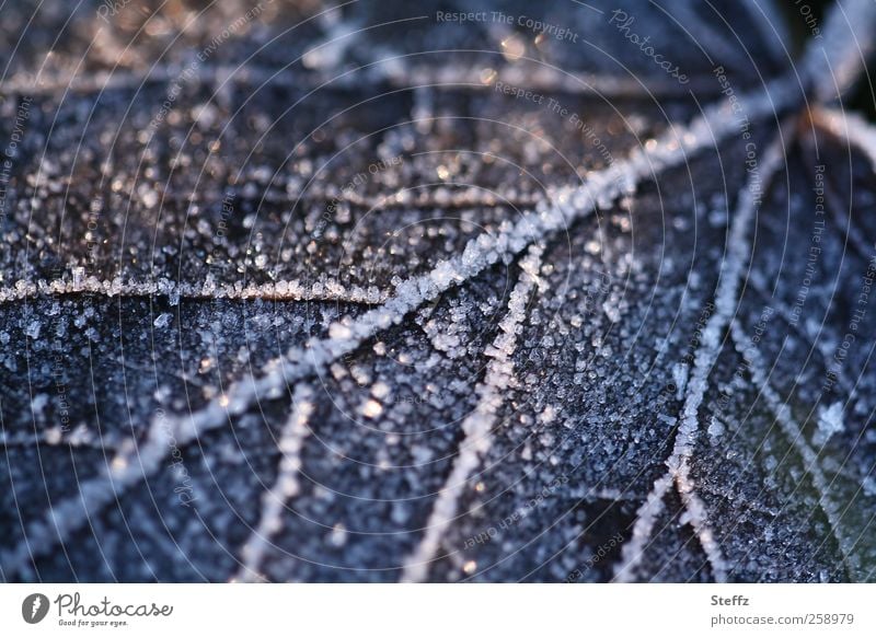 vereistes Blatt auf dem Waldboden im Dezember Kälteschock Kälteeinbruch Wintereinbruch heimisch nordisch Winterstille nordische Romantik nordische Kälte Raureif