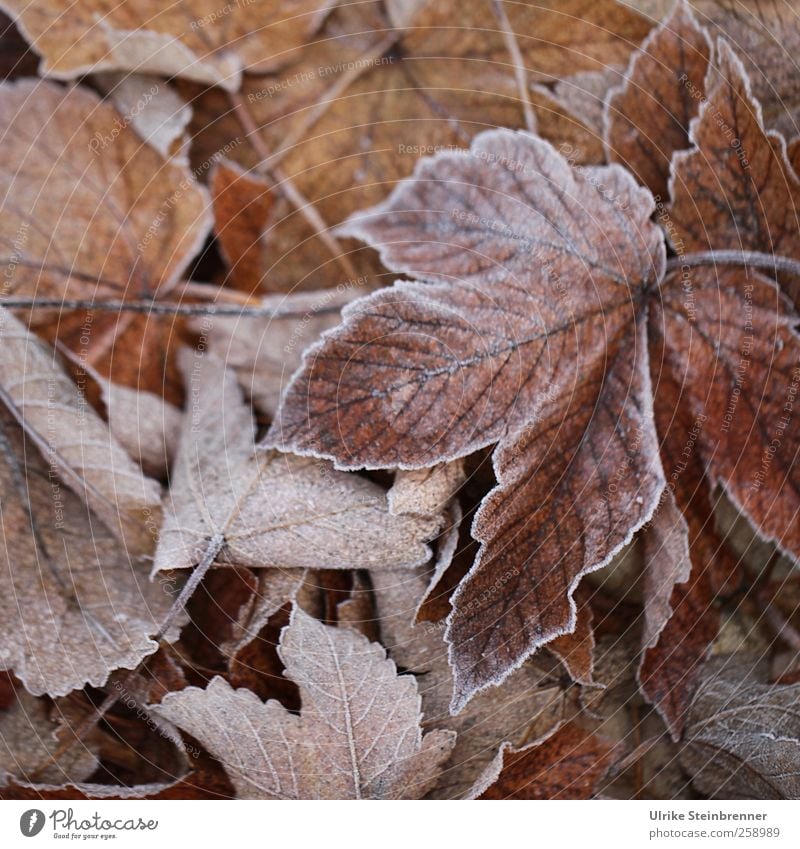 Blattwerk 2 Umwelt Natur Pflanze Winter Wetter Eis Frost Ahorn Ahornblatt Wiese Feld frieren glänzend liegen dehydrieren kalt nachhaltig natürlich trocken braun