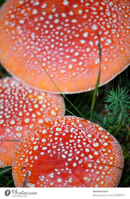 Fliegenpilzkleinfamilie Natur Pflanze Tier Herbst Klima Gras Pilz Wald Zeichen Wachstum rot weiß Farbe Glück Gift Farbfoto Außenaufnahme Nahaufnahme Muster