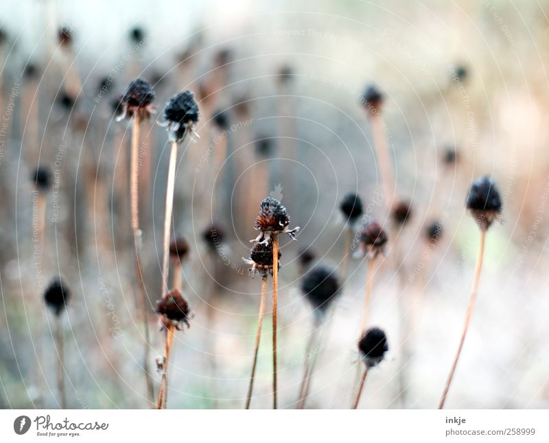 bonjour tristesse Pflanze Herbst Winter Blume Samen Stengel Blütenstempel Blütenstiel Garten Park stehen dehydrieren dünn kalt lang trocken viele braun schwarz