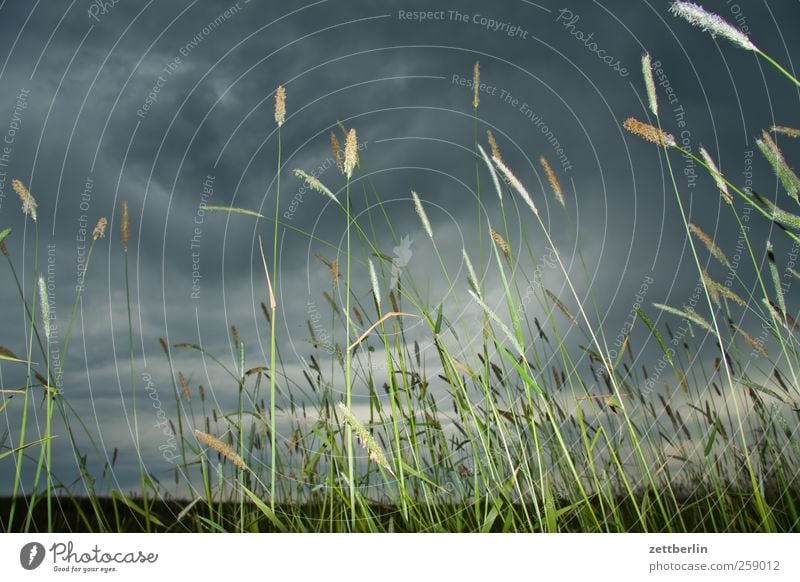 Getreide Tourismus Ausflug Sommer Umwelt Natur Landschaft Pflanze Wolken Horizont Herbst Klima Klimawandel Wetter schlechtes Wetter Unwetter Wind Gewitter Gras