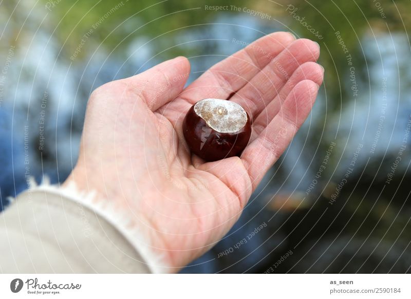 Kastanie Leben Hand Umwelt Natur Herbst Klima Wetter Pflanze Kastanienbaum festhalten authentisch einzigartig natürlich blau braun grün Gefühle Stimmung