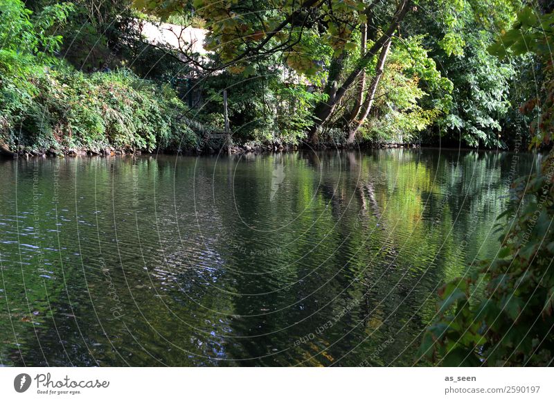 Grünes Ufer Wellness Leben harmonisch ruhig Schwimmen & Baden Freizeit & Hobby Camping Sommer Sommerurlaub wandern Umwelt Natur Tier Wasser Herbst Klima