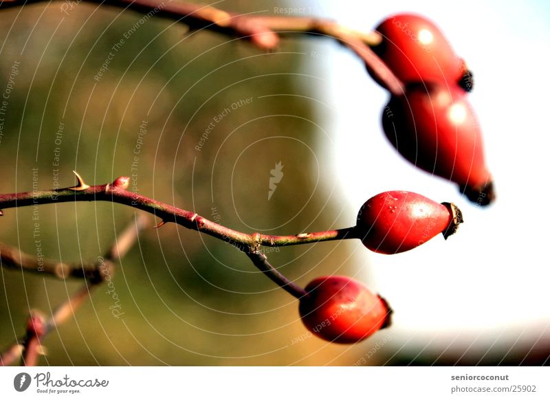 Die Hagebuten Waldrand Dorn Ast Frucht Tee Pflanze