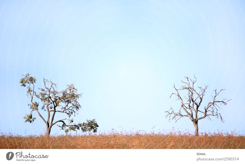 Fuchtelbäumchen Himmel Herbst Schönes Wetter Baum Baumkrone Ast Wiese stehen frei Fröhlichkeit natürlich Neugier rebellisch wild Freude selbstbewußt Sympathie