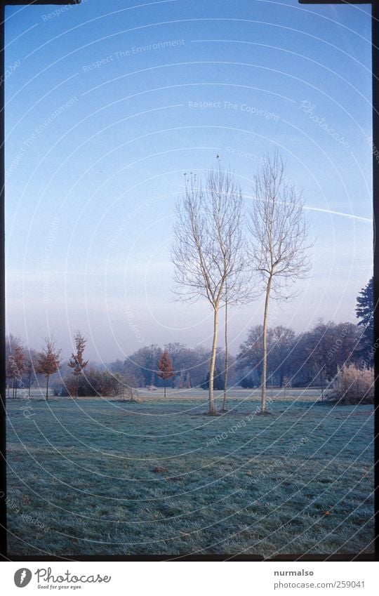 3 Birken im Park Freizeit & Hobby Garten Kunst Natur Landschaft Pflanze Tier Baum Gras Wiese Potsdam entdecken Erholung frieren Blick ästhetisch kalt Stimmung