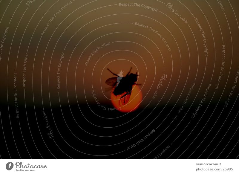 Trip Around The Sun Sonnenuntergang Fensterscheibe Insekt Makroaufnahme Nahaufnahme Fliege Flügel