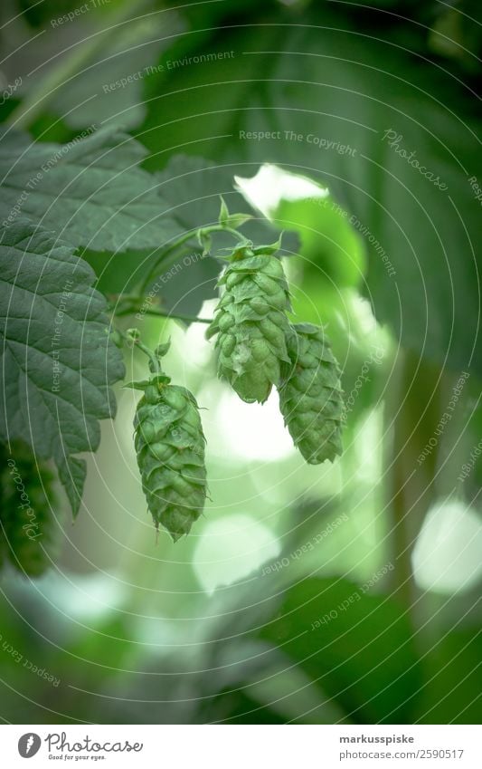 Bio Hopfen Fränkische Schweiz Lebensmittel Bioprodukte Vegetarische Ernährung Getränk Bier Hopfenblüte Hopfenblatt Pellet Gesundheit Gesunde Ernährung