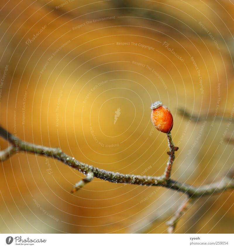 Hagebutte... Natur Pflanze Nutzpflanze braun orange rot leuchtende Farben Hagebutten Sträucher Ast Zweig Raureif kalt Frost Eis gold Frucht Rosengewächse Winter