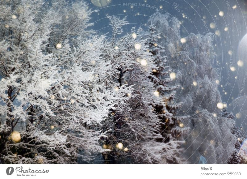 Wintermärchen I Nachthimmel schlechtes Wetter Eis Frost Schnee Schneefall Baum Wald kalt Punkt Schneeflocke Ast Winterwald Winterstimmung Farbfoto Außenaufnahme