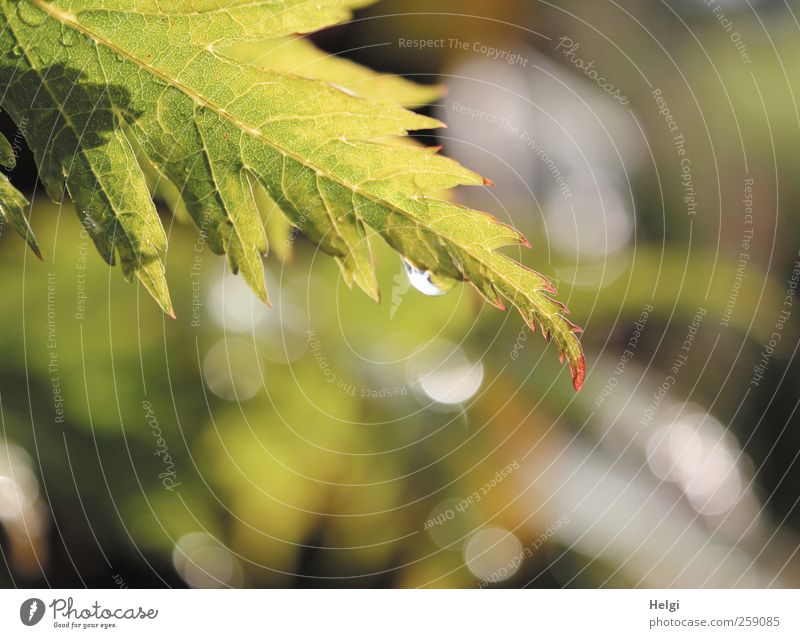 damals...im Sommer... Umwelt Natur Pflanze Wasser Wetter Regen Blatt Grünpflanze Ahorn Ahornblatt Blattadern Garten Ornament Tropfen Lichtpunkt glänzend hängen