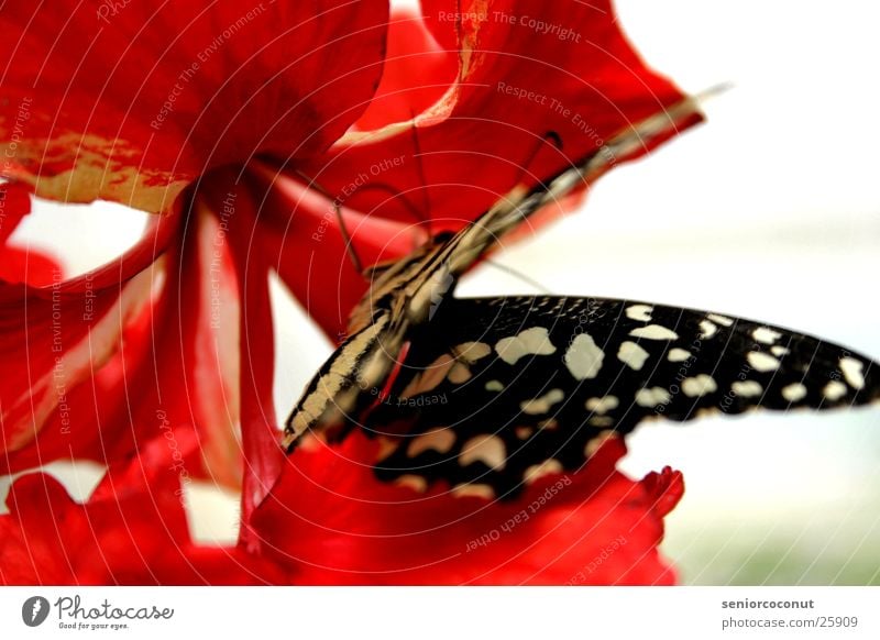 BLACKWHITERED Schmetterling Blume Fühler Insekt Blüte Flügel Beine