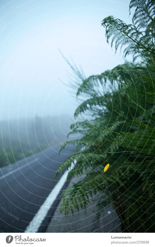 Die Entdeckung der Langsamkeit Umwelt Pflanze Himmel schlechtes Wetter Nebel Blume Farn Verkehr Verkehrswege Straße dunkel schön kalt nah natürlich wild blau