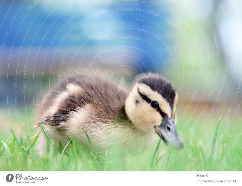 Entchen Gras Wiese Tier Vogel 1 Tierjunges kuschlig klein Neugier niedlich Küken Entenküken Farbfoto Außenaufnahme Nahaufnahme Menschenleer Textfreiraum oben