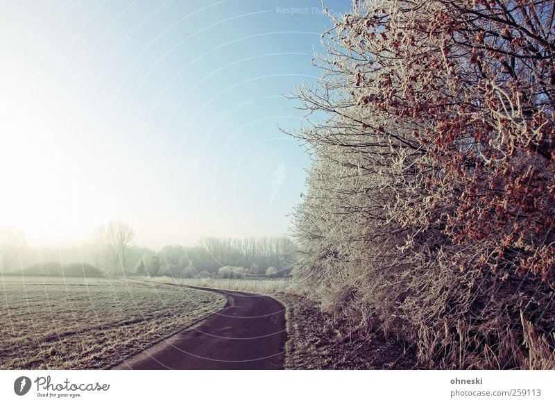 Street Spirit Landschaft Winter Eis Frost Baum Sträucher Feld Straße Wege & Pfade Einsamkeit Hoffnung Horizont Ferne Zukunft Farbfoto Gedeckte Farben