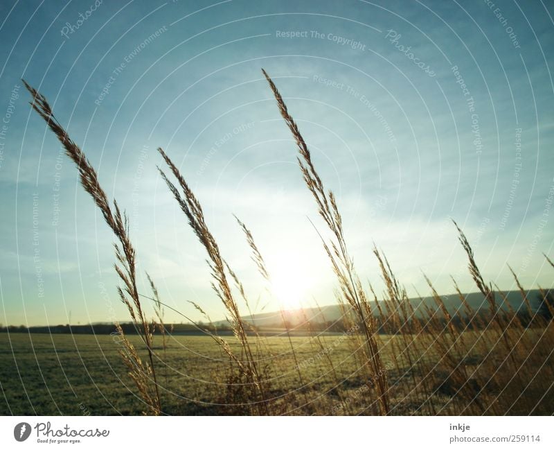 Früh auf den Feldern Umwelt Natur Landschaft Pflanze Himmel Wolken Sonne Sonnenaufgang Sonnenuntergang Sonnenlicht Herbst Klima Wetter Schönes Wetter Gras Wiese