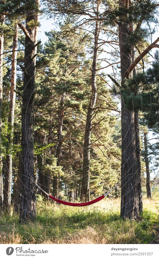 Hängematte im Wald Lifestyle schön Erholung Freizeit & Hobby Ferien & Urlaub & Reisen Camping Sommer Sonne Natur Landschaft Baum Park grün rot Farbe Idylle