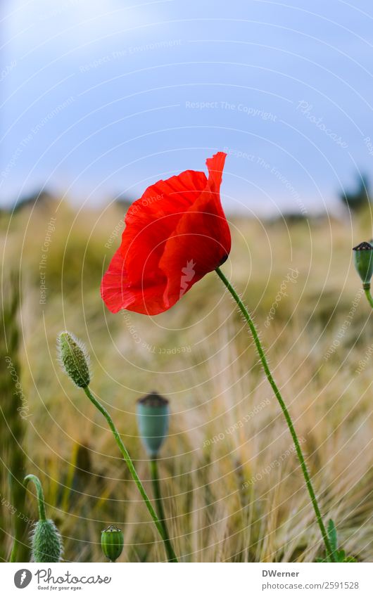 Mohnblume Landwirtschaft Forstwirtschaft Umwelt Natur Landschaft Pflanze Himmel Frühling Sommer Blume Blatt Blüte Feld Wachstum schön rot Mohnblüte Klatschmohn