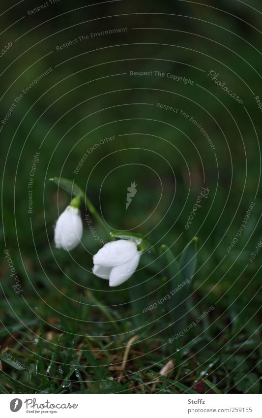 zarte Frühblüher im März Schneeglöckchen heimisch nordisch zarte Blüten zarte Blumen Frühlingsblume Frühlingsboten Vorboten dunkelgrün Frühlingsregen Regen