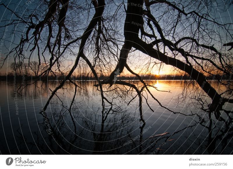 Till The End Of The Day Umwelt Natur Landschaft Wasser Himmel Wolkenloser Himmel Sonne Sonnenaufgang Sonnenuntergang Sonnenlicht Pflanze Baum Ast Zweige u. Äste