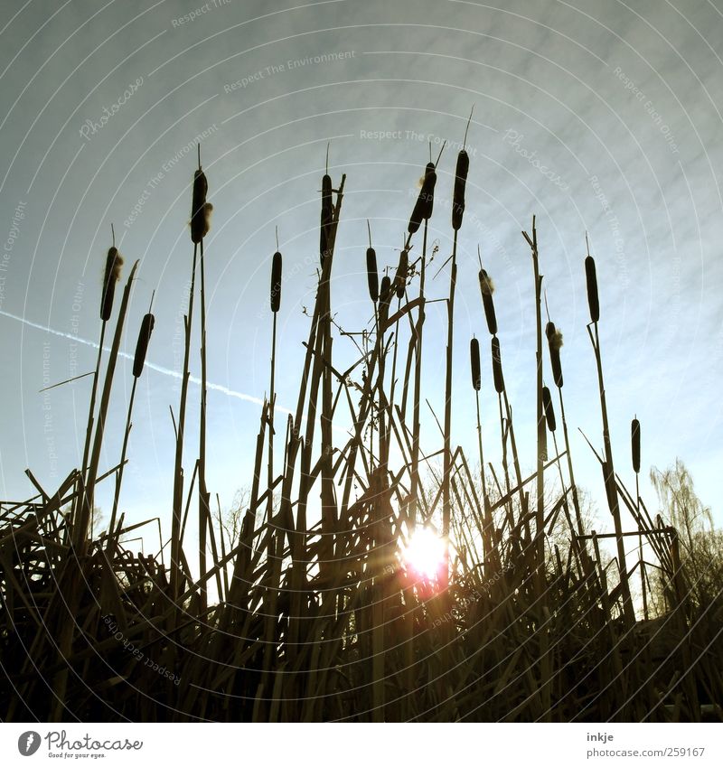 Rohrkolben Umwelt Natur Pflanze Himmel Herbst Winter Klima Wetter Schönes Wetter Gras Rohrkolbengewächse Schilfrohr Park Seeufer Teich leuchten Wachstum dunkel