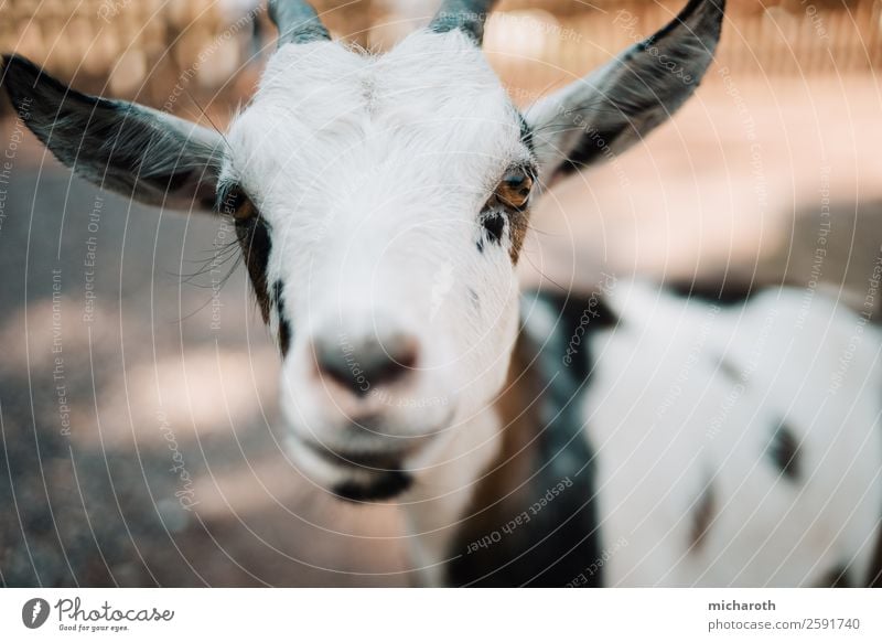 Hallo! Umwelt Frühling Sommer Klima Schönes Wetter Feld Nutztier Tiergesicht Fell Zoo Streichelzoo Ziegen Zicklein Tierjunges beobachten Blick Duft natürlich