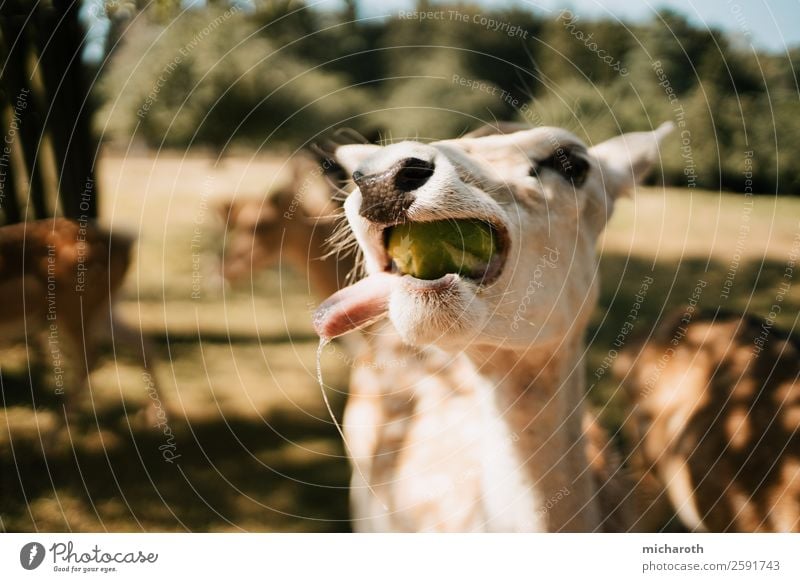 Lecker! Ernährung Essen Vegetarische Ernährung Umwelt Natur Sonne Sommer Herbst Klima Schönes Wetter Park Wiese Feld Wald Wildtier Fell Streichelzoo lecker Reh