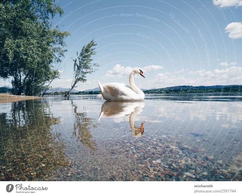 zwei Schwäne Umwelt Natur Tier Sand Wolken Frühling Sommer Klima Klimawandel Wetter Schönes Wetter Baum Park Wiese Küste Seeufer Lago Maggiore Wildtier Schwan