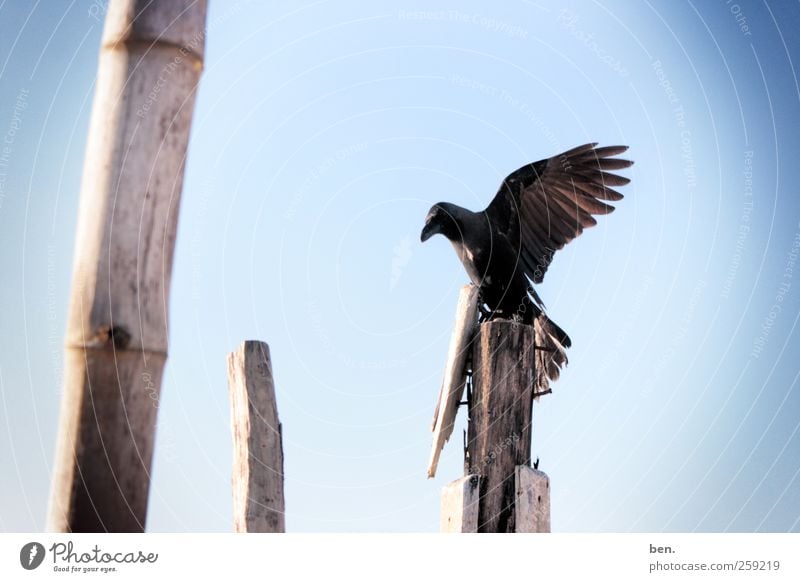 Observer Himmel Wolkenloser Himmel Schönes Wetter Bambusrohr Zaunpfahl Tier Wildtier Vogel Rabenvögel Krähe Flügel beobachten warten hell Farbfoto Außenaufnahme