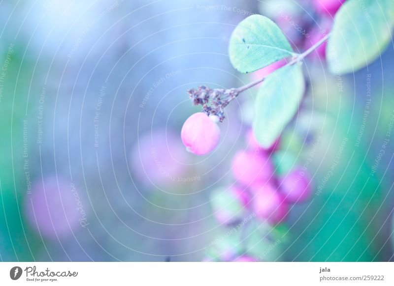 purpurbeere Natur Pflanze Frühling Sträucher natürlich blau grau rosa knallerbsen Farbfoto Außenaufnahme Menschenleer Tag