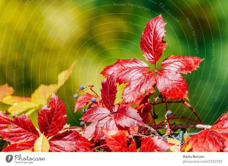 Rote Herbstbaumblätter in der Herbstsaison Blatt Baum Hintergrundbild Landschaft Wald gelb Natur Jahreszeiten Orange Ahorn gold Park schön rot natürlich hell