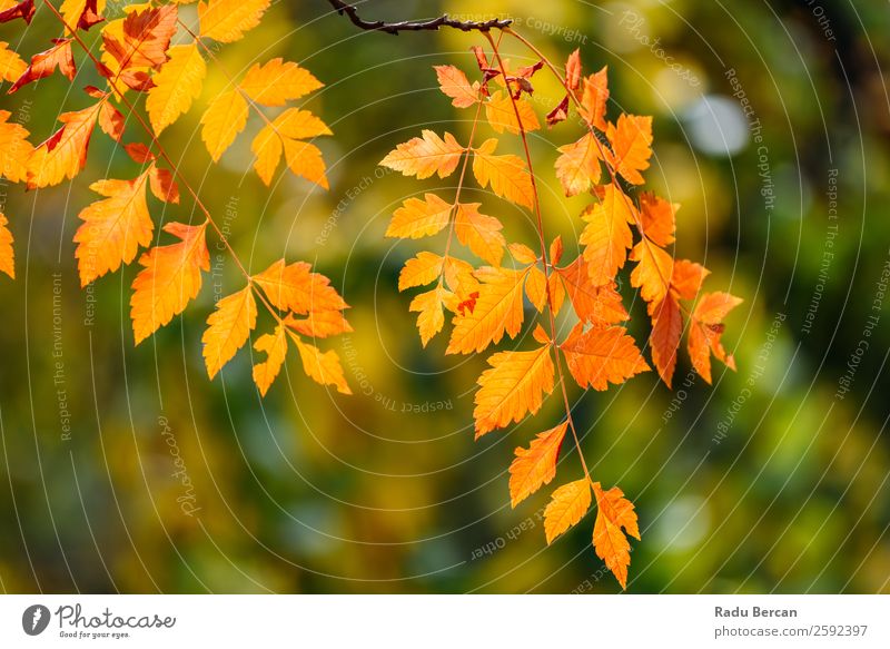 Gelbe und orange Herbstbaumblätter in der Herbstsaison Blatt Baum Hintergrundbild Landschaft Wald gelb Natur Jahreszeiten Orange Ahorn gold Park schön rot