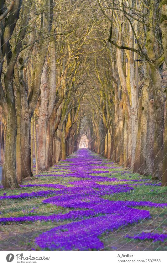 1.000.000 Krokusse Natur Landschaft Pflanze Schönes Wetter Baum Blume Gras Blüte Park Wiese Wald schön braun grün violett Allee Farbfoto Außenaufnahme Tag