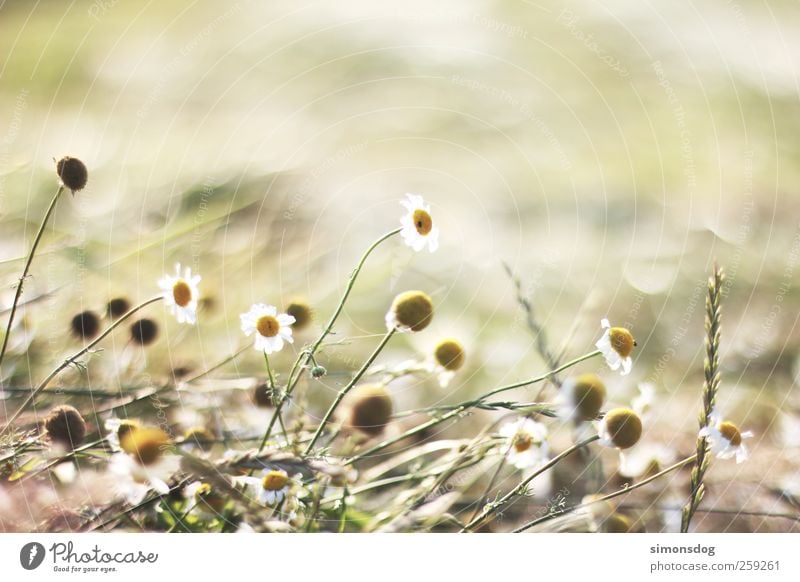 sommerwiese Umwelt Pflanze Sommer Schönes Wetter Wärme Blume Gras Blüte Wiese Feld Bewegung Blühend Duft verblüht dehydrieren Wachstum Gefühle Frühlingsgefühle